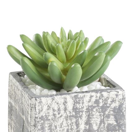 Eglo - Tekokasvi ruukussa 12x7,5 cm mehikasvi