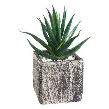 Eglo - Tekokasvi ruukussa 13x9,5 cm mehikasvi