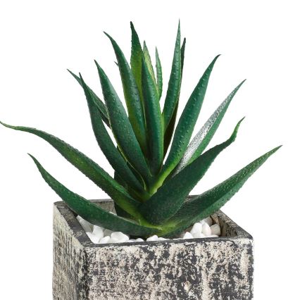 Eglo - Tekokasvi ruukussa 13x9,5 cm mehikasvi