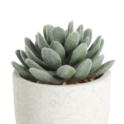 Eglo - Tekokasvi ruukussa 11x8 cm mehikasvi