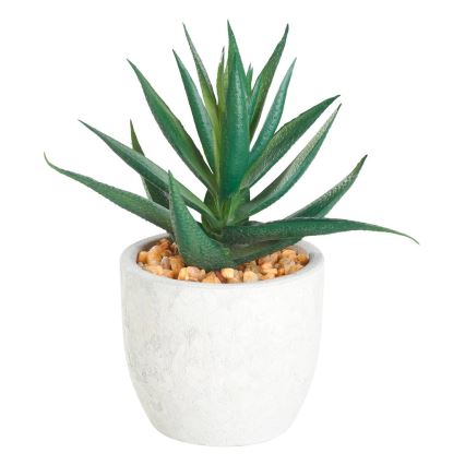 Eglo - Tekokasvi ruukussa 15,5x10 cm mehikasvi