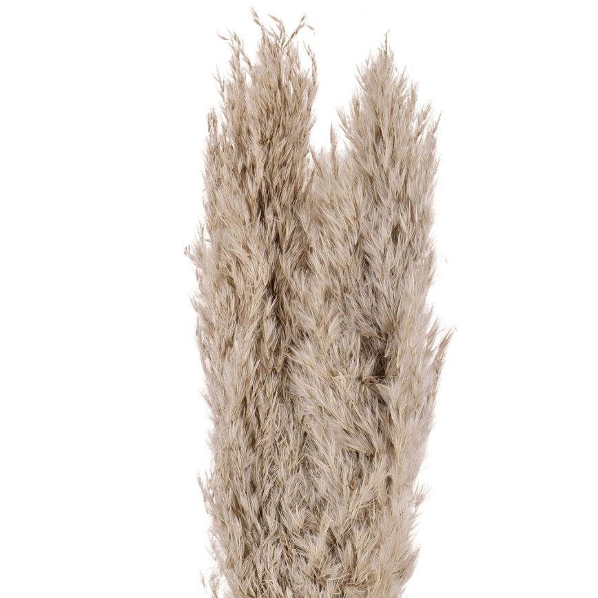 Eglo - kuivakukka 55 cm beige