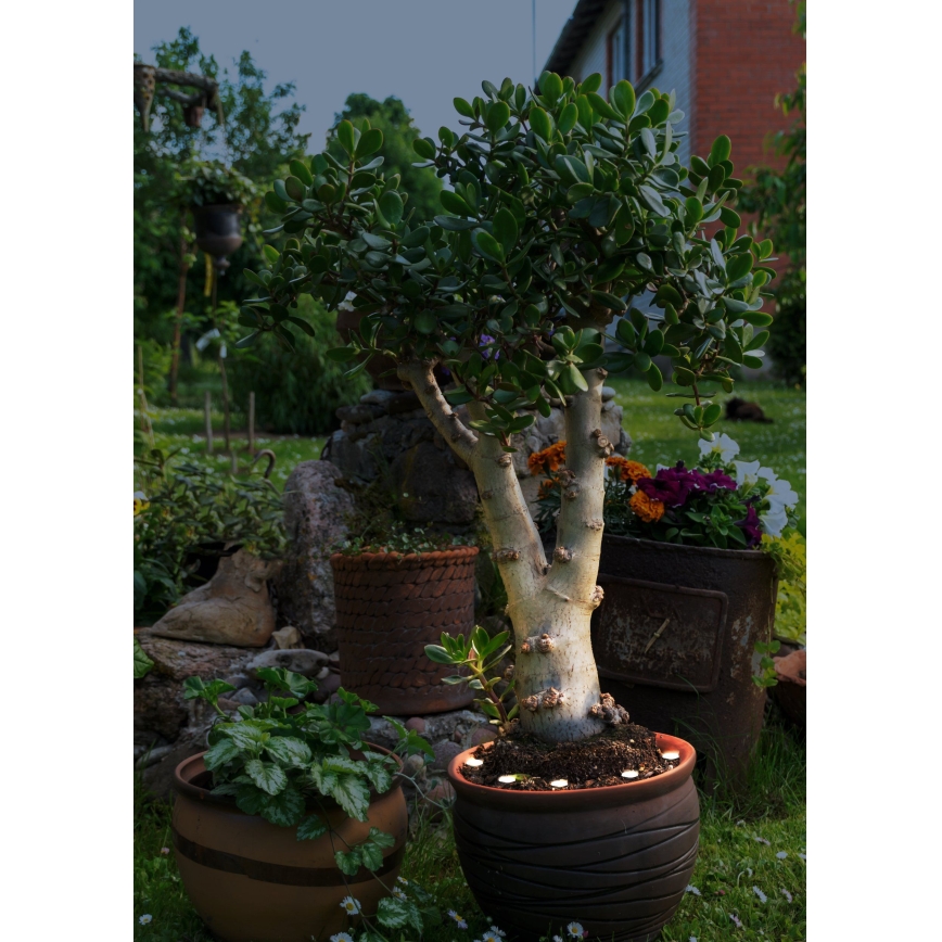 Eglo - LED ulkokäyttöön koristeellinen ketju SPINETOLI 6xLED IP65