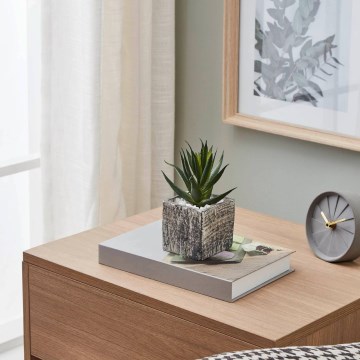 Eglo - Tekokasvi ruukussa 13x9,5 cm mehikasvi