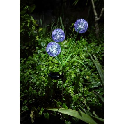 Globo - LED-aurinkovalaistus 3xLED/0,06W/3V 5000K IP44 violetti