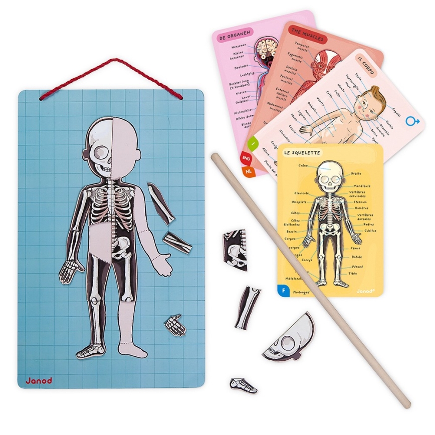 Janod - Magneettinen palapeli BODYMAGNET ihmiskeho