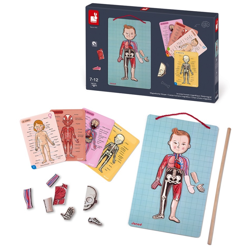 Janod - Magneettinen palapeli BODYMAGNET ihmiskeho