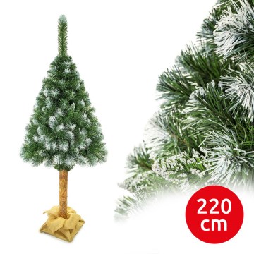 Joulukuusi rungolla 220 cm mänty