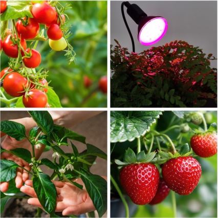 Joustava pöytävalaisin kasvien kasvatukseen, klipsillä PLANTY 1xE27/30W/230V musta