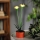 LED Aurinkovalaisin LED/1,2V 200 mAh IP44 kukka