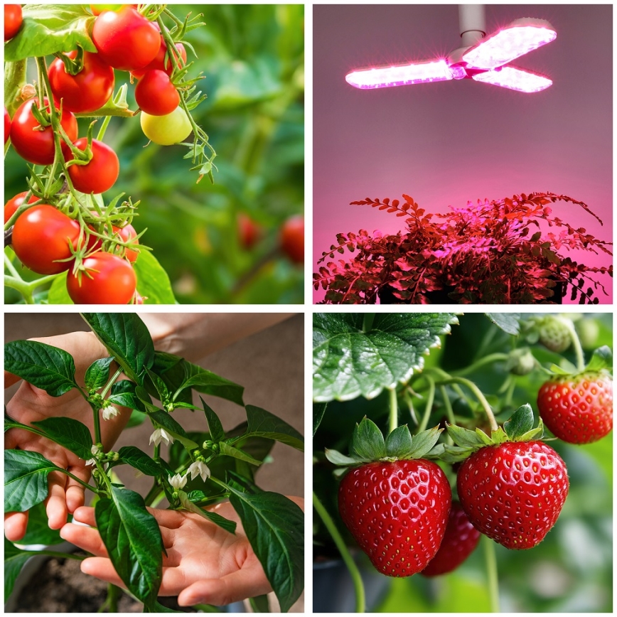 LED Kasvipolttimo PLANTY E27/24W/230V 1200K