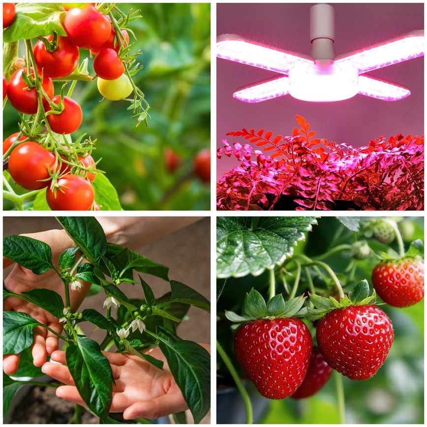 LED Kasvipolttimo PLANTY E27/40W/230V 1200K