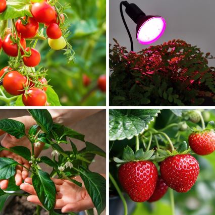 LED Kasvipolttimo PLANTY E27/9W/230V 1200K musta