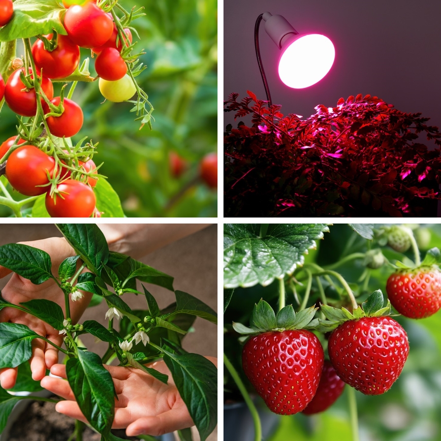 LED Kasvipolttimo PLANTY E27/9W/230V 1200K valkoinen