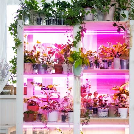 LED Kasvivalaisin GROWLY 2xLED/8,5W/230V valkoinen