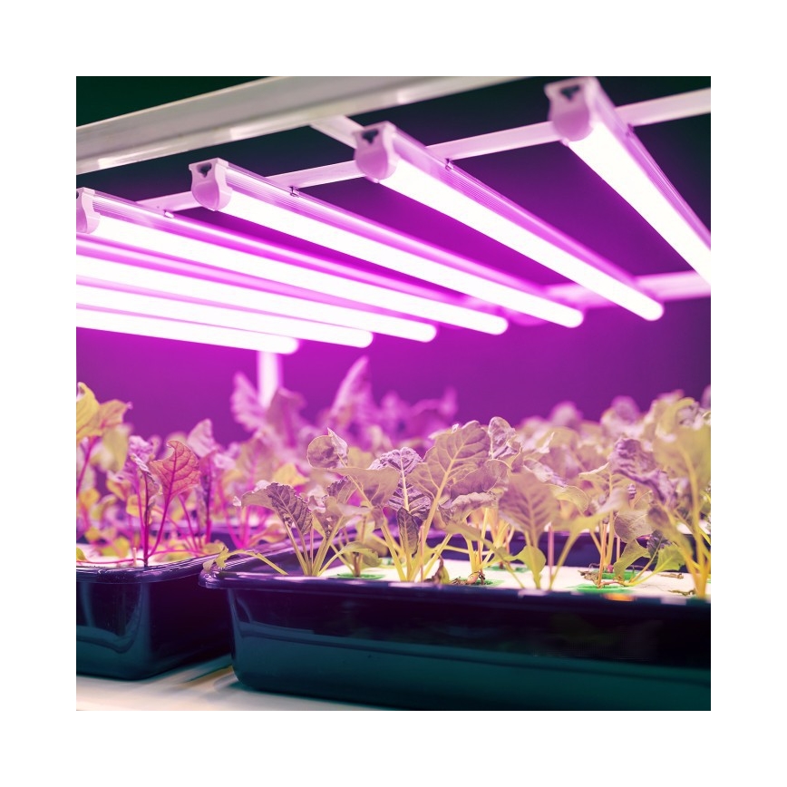 LED Kasvivalo GROWLY LED/9W/230V valkoinen