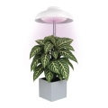 LED-sisäkasvivalaisin GROW LED/5W/5V