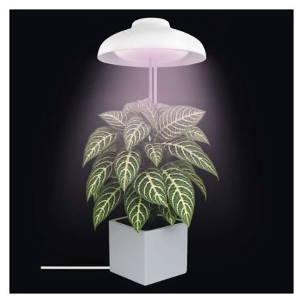 LED-sisäkasvivalaisin GROW LED/5W/5V