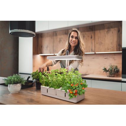 LLedvance - LED sisätila kasvivalaisin GARDEN KIT LED/24W/230V