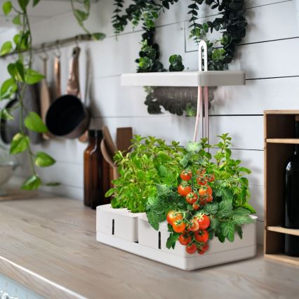 LLedvance - LED sisätila kasvivalaisin GARDEN KIT LED/24W/230V