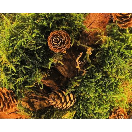 Li-Go 23654 - Himmennettävä LED-pöytäkoriste LED/12W/230V 20x22 cm pähkinä/sammalasetelma