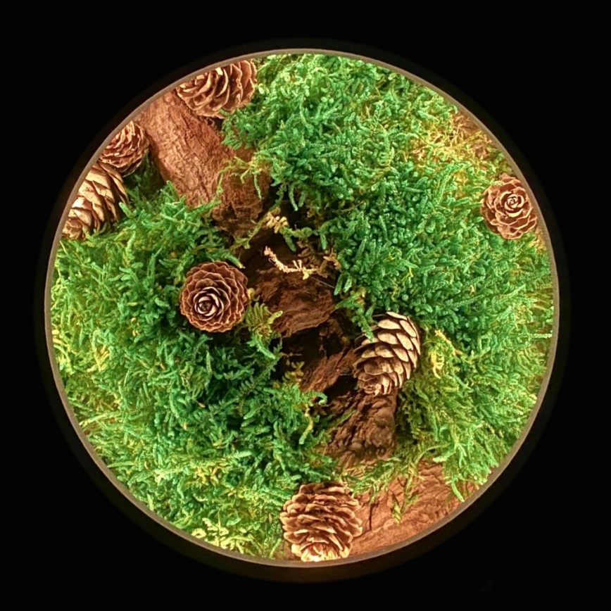 Li-Go 23654 - Himmennettävä LED-pöytäkoriste LED/12W/230V 20x22 cm pähkinä/sammalasetelma