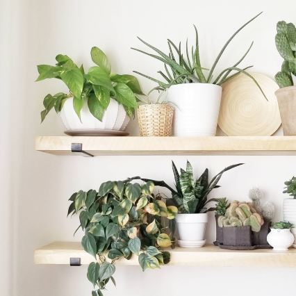 SETTI 2x Seinähylly 16x60 cm kuusi