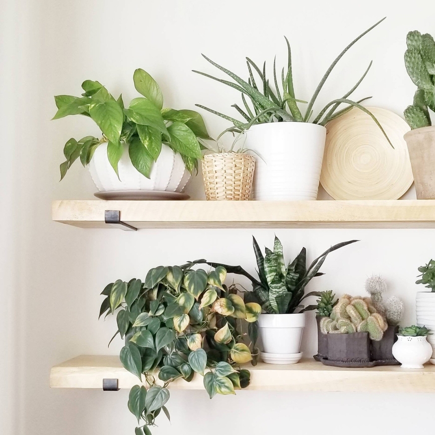 SETTI 2x Seinähylly 16x60 cm kuusi