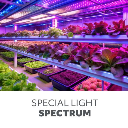 LED-säädettävä joustava pöytälamppu kasvien kasvatukseen, VITARO 3xLED/10W/230V musta, klipsikiinnitys