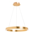 Zuma Line - vaijerilla ripustettava LED-riippuvalaisin LED/40W/230V, halkaisija 50 cm, kultainen